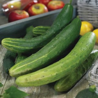 Garden Sweet Cucumber Thumbnail